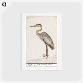 アートポストカード-Great Blue Heron - アンセルムス ボエティウス デ ブート Postcard.