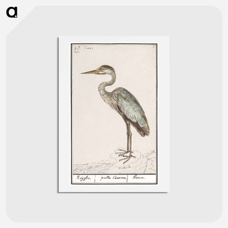 アートポストカード-Great Blue Heron - アンセルムス ボエティウス デ ブート Postcard.