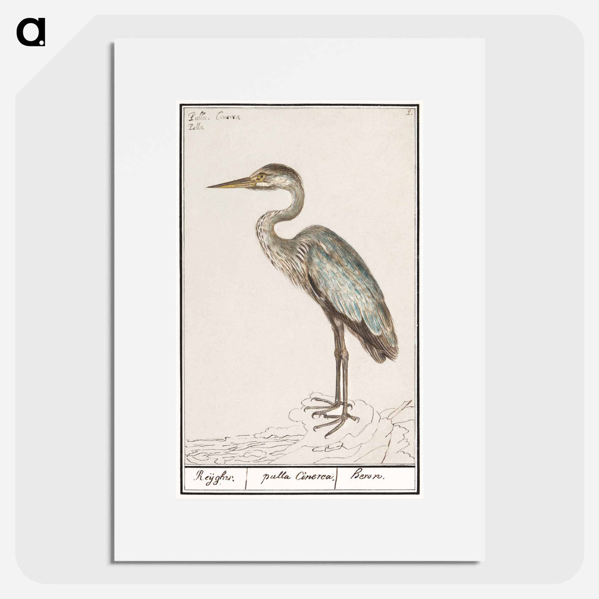 Great Blue Heron - アンセルムス ボエティウス デ ブート Poster.