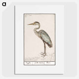 Great Blue Heron - アンセルムス ボエティウス デ ブート Poster.