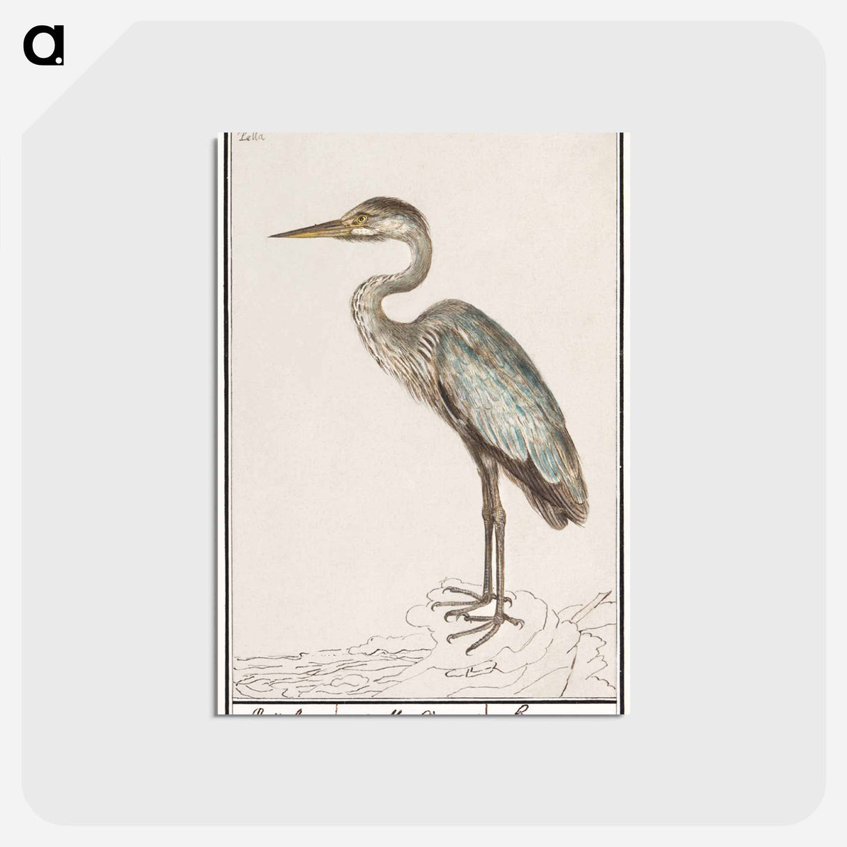 アートポストカード-Great Blue Heron - アンセルムス ボエティウス デ ブート Postcard.