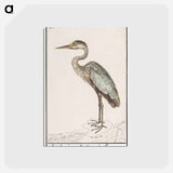 アートポストカード-Great Blue Heron - アンセルムス ボエティウス デ ブート Postcard.