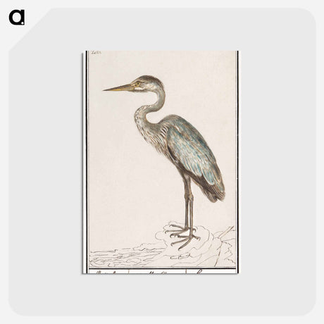 アートポストカード-Great Blue Heron - アンセルムス ボエティウス デ ブート Postcard.