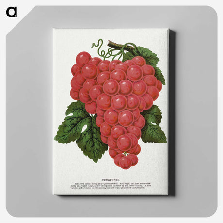 1-54_Botanical-Specimen-Plates_canvas