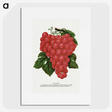 1-54_Botanical-Specimen-Plates_picture