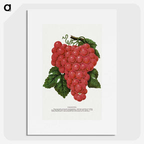 1-54_Botanical-Specimen-Plates_picture