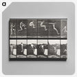 1-54_Eadweard-Muybridge_canvas