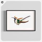 Colorful vintage hummingbird illustration - エルンスト ヘッケル Poster.