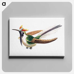 アートパネル-Colorful vintage hummingbird illustration - エルンスト ヘッケル Canvas.