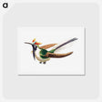 アートポストカード-Colorful vintage hummingbird illustration - エルンスト ヘッケル Postcard.