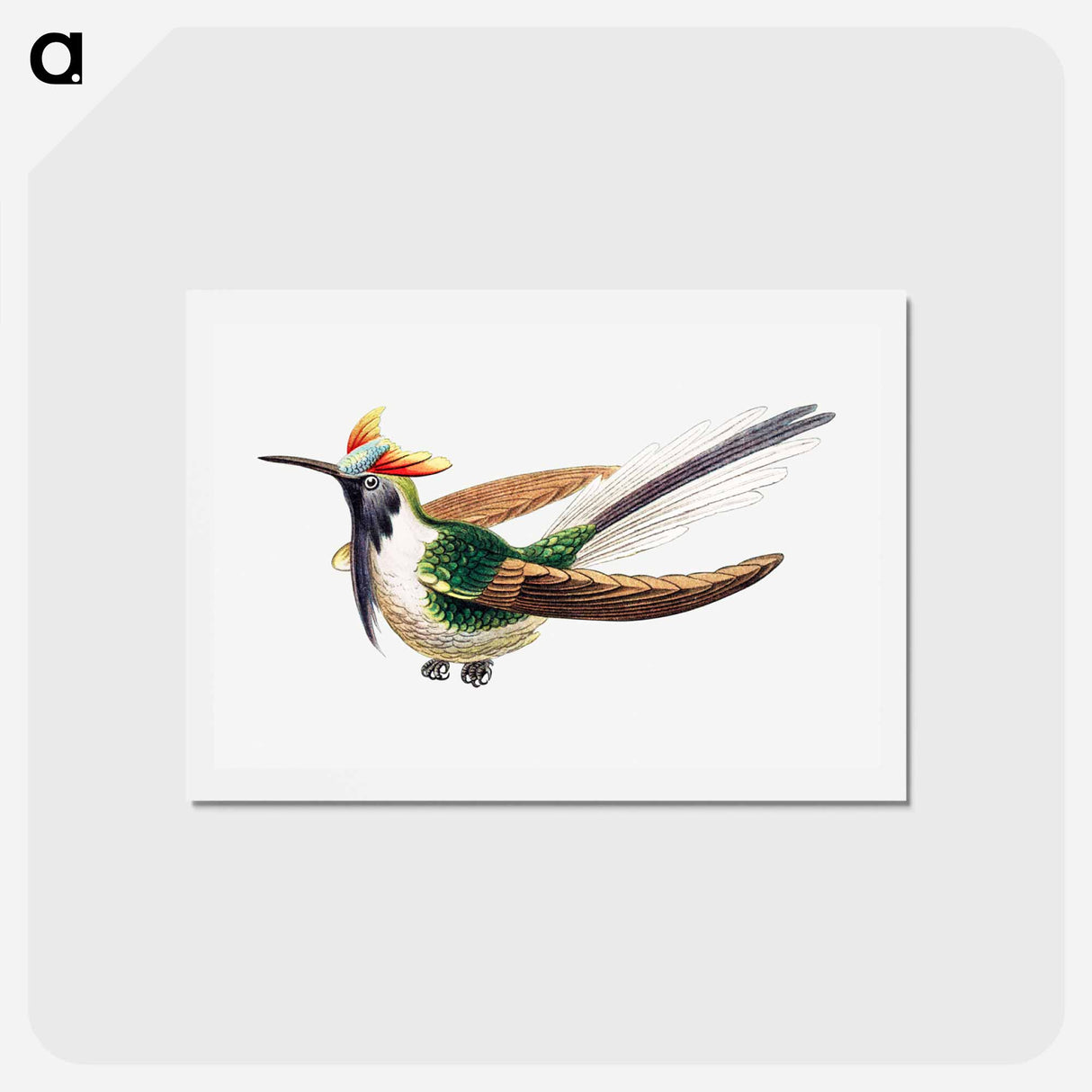 アートポストカード-Colorful vintage hummingbird illustration - エルンスト ヘッケル Postcard.