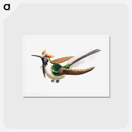 アートポストカード-Colorful vintage hummingbird illustration - エルンスト ヘッケル Postcard.