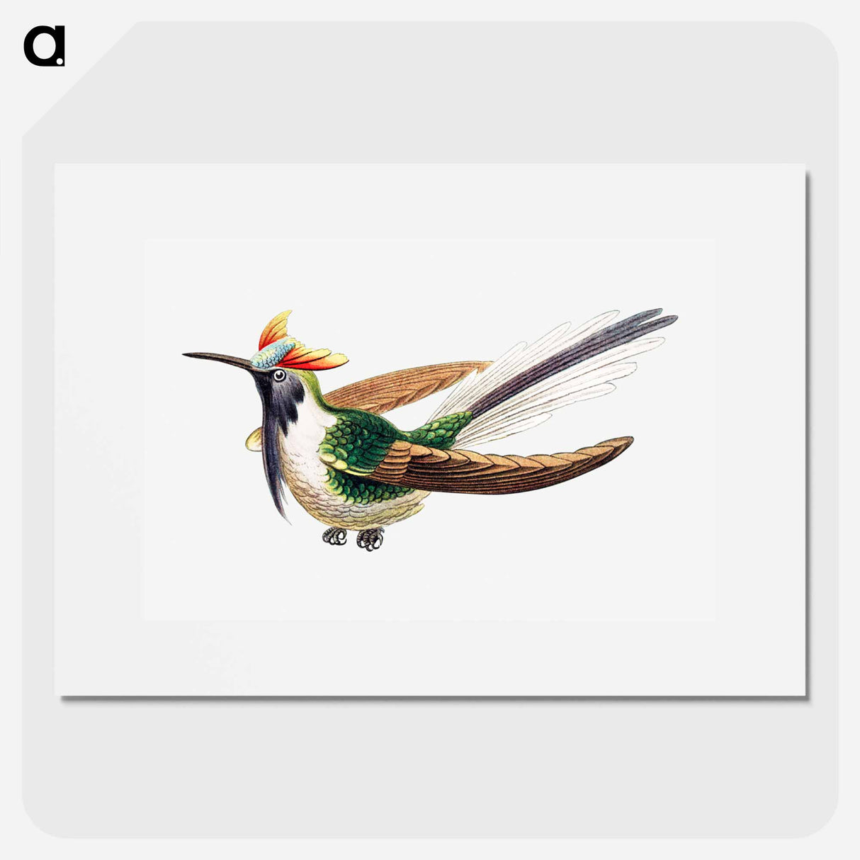 Colorful vintage hummingbird illustration - エルンスト ヘッケル Poster.