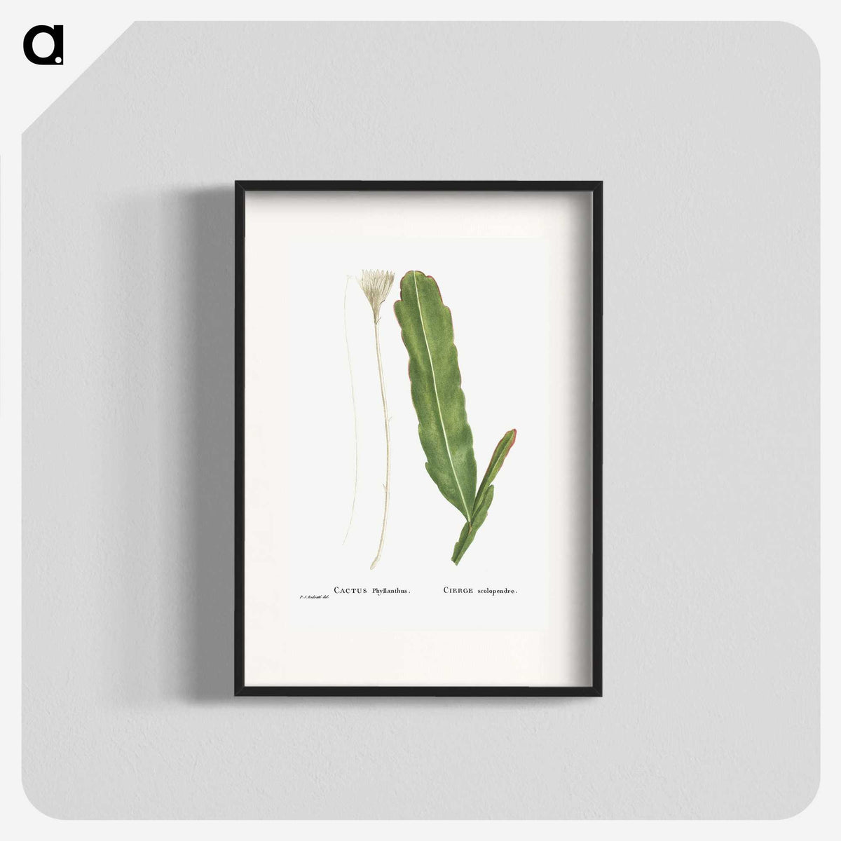 1-54_Histoire-des-Plantes-Grasses_blk