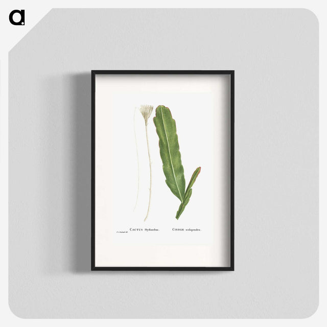 1-54_Histoire-des-Plantes-Grasses_blk