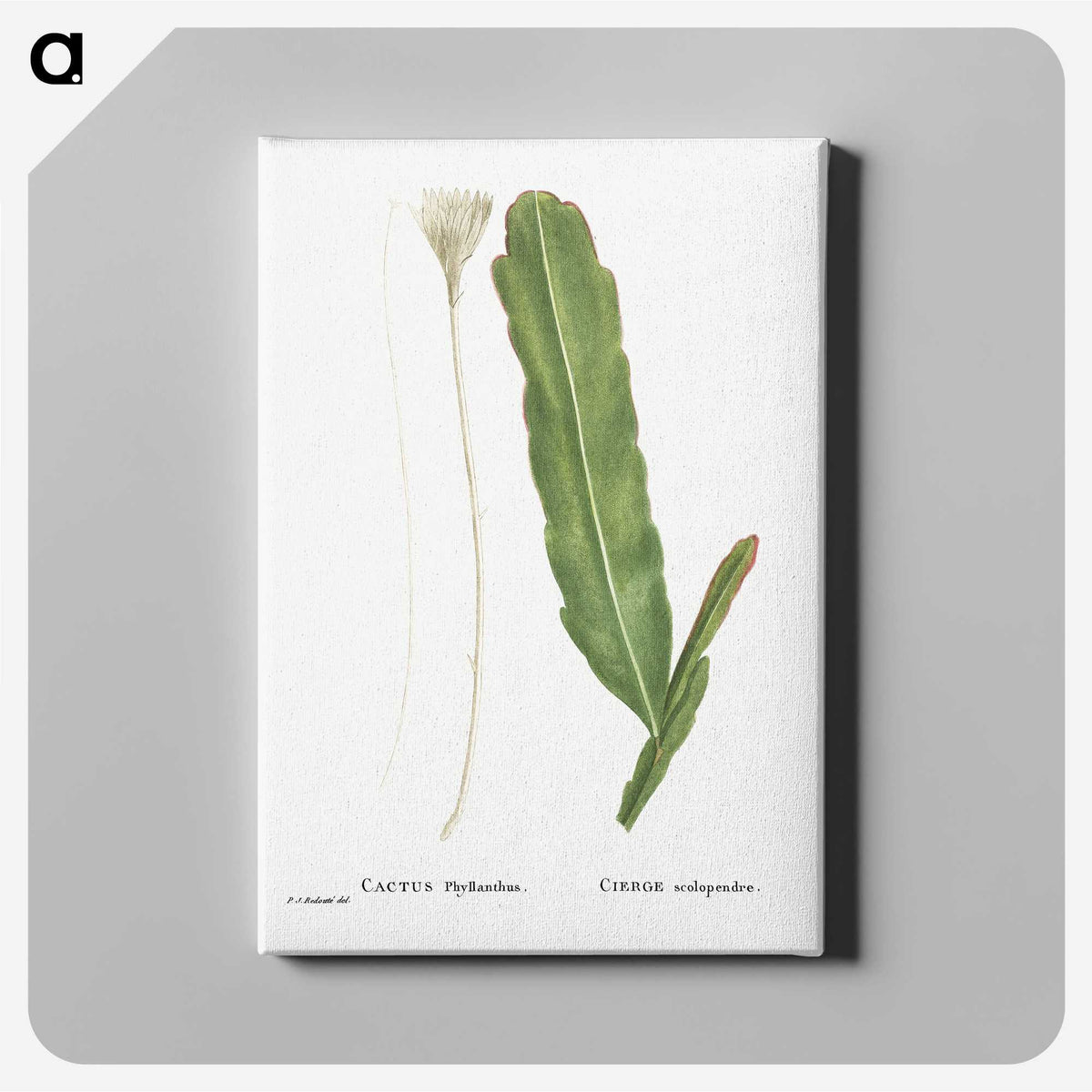 1-54_Histoire-des-Plantes-Grasses_canvas