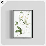 1-54_Hortus-Romanus-Botanical-Plates_blk-crop