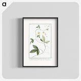 1-54_Hortus-Romanus-Botanical-Plates_blk