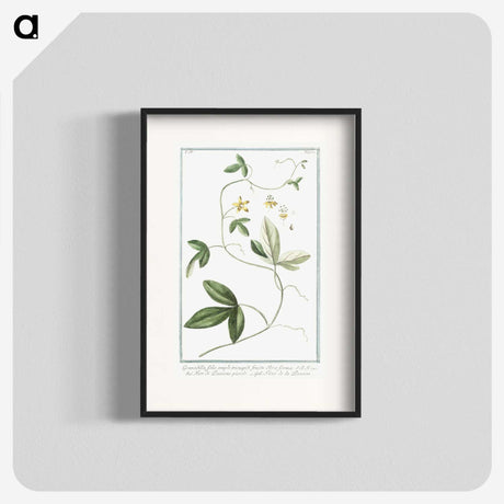 1-54_Hortus-Romanus-Botanical-Plates_blk