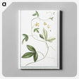1-54_Hortus-Romanus-Botanical-Plates_canvas