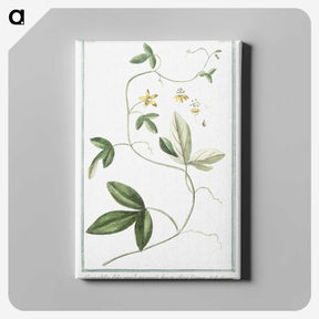 1-54_Hortus-Romanus-Botanical-Plates_canvas