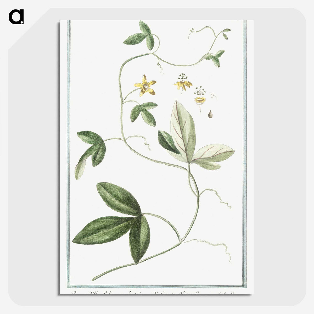 1-54_Hortus-Romanus-Botanical-Plates_picture-crop