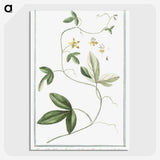 1-54_Hortus-Romanus-Botanical-Plates_picture-crop