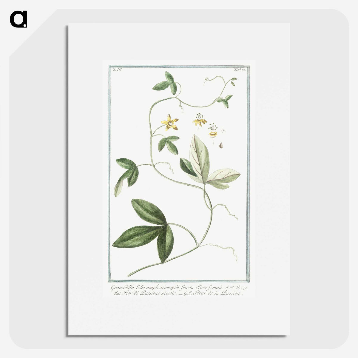 1-54_Hortus-Romanus-Botanical-Plates_picture