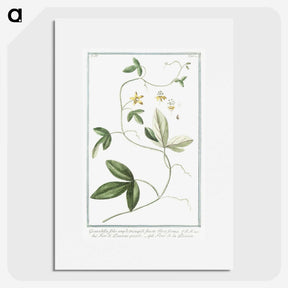 1-54_Hortus-Romanus-Botanical-Plates_picture