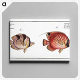 1-54_Ichtyologie-ou-Histoire-naturelle_canvas