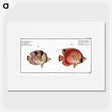 1-54_Ichtyologie-ou-Histoire-naturelle_picture