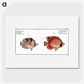 1-54_Ichtyologie-ou-Histoire-naturelle_picture