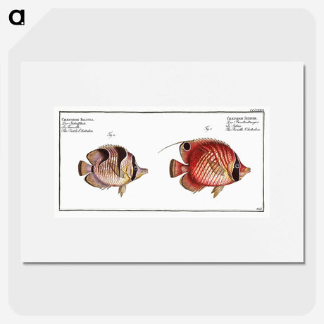 1-54_Ichtyologie-ou-Histoire-naturelle_picture
