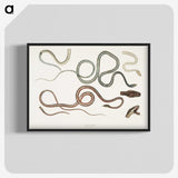 1-54_Indian-Zoology_blk-crop