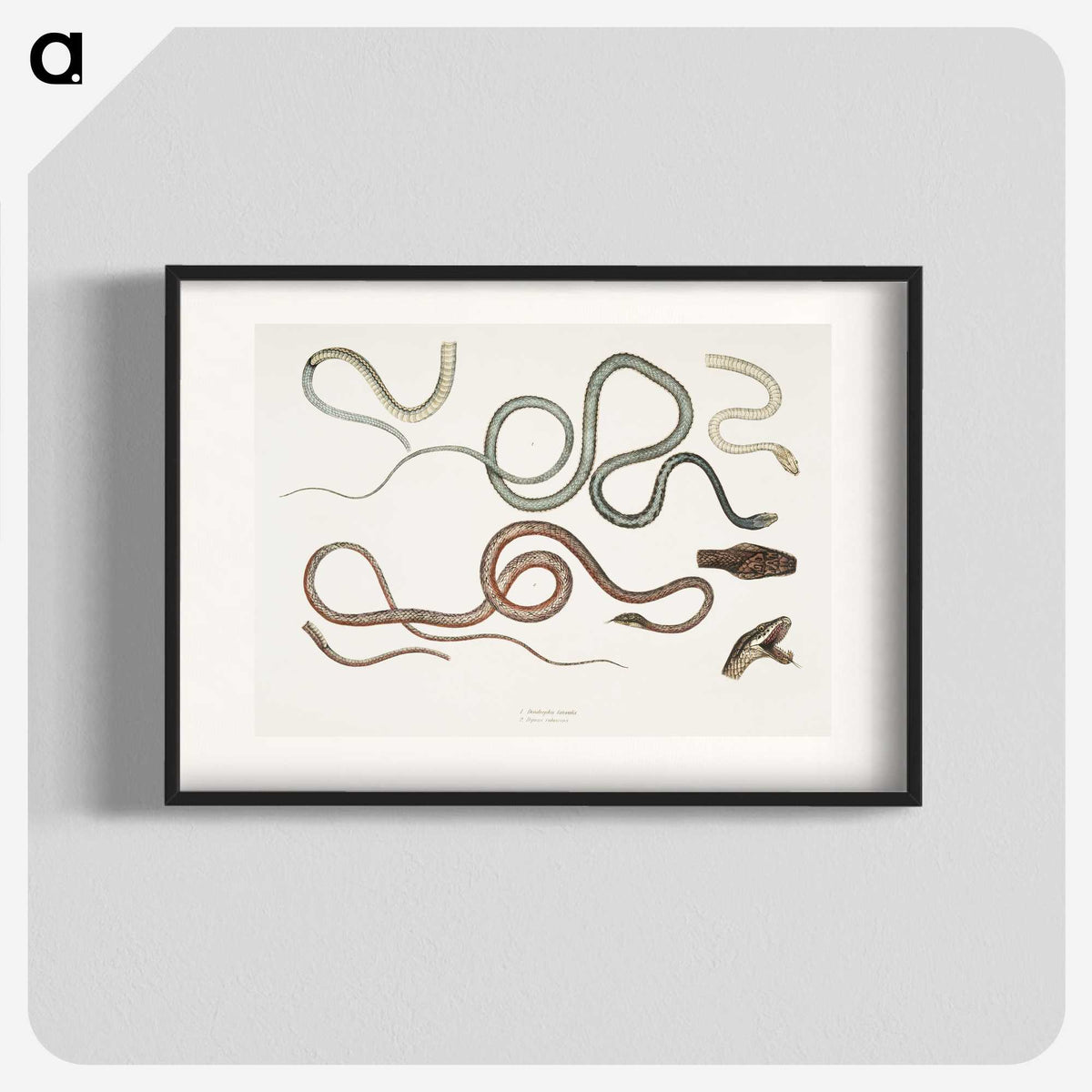 1-54_Indian-Zoology_blk