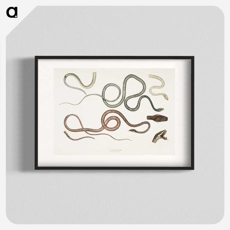 1-54_Indian-Zoology_blk