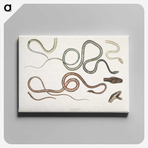 1-54_Indian-Zoology_canvas