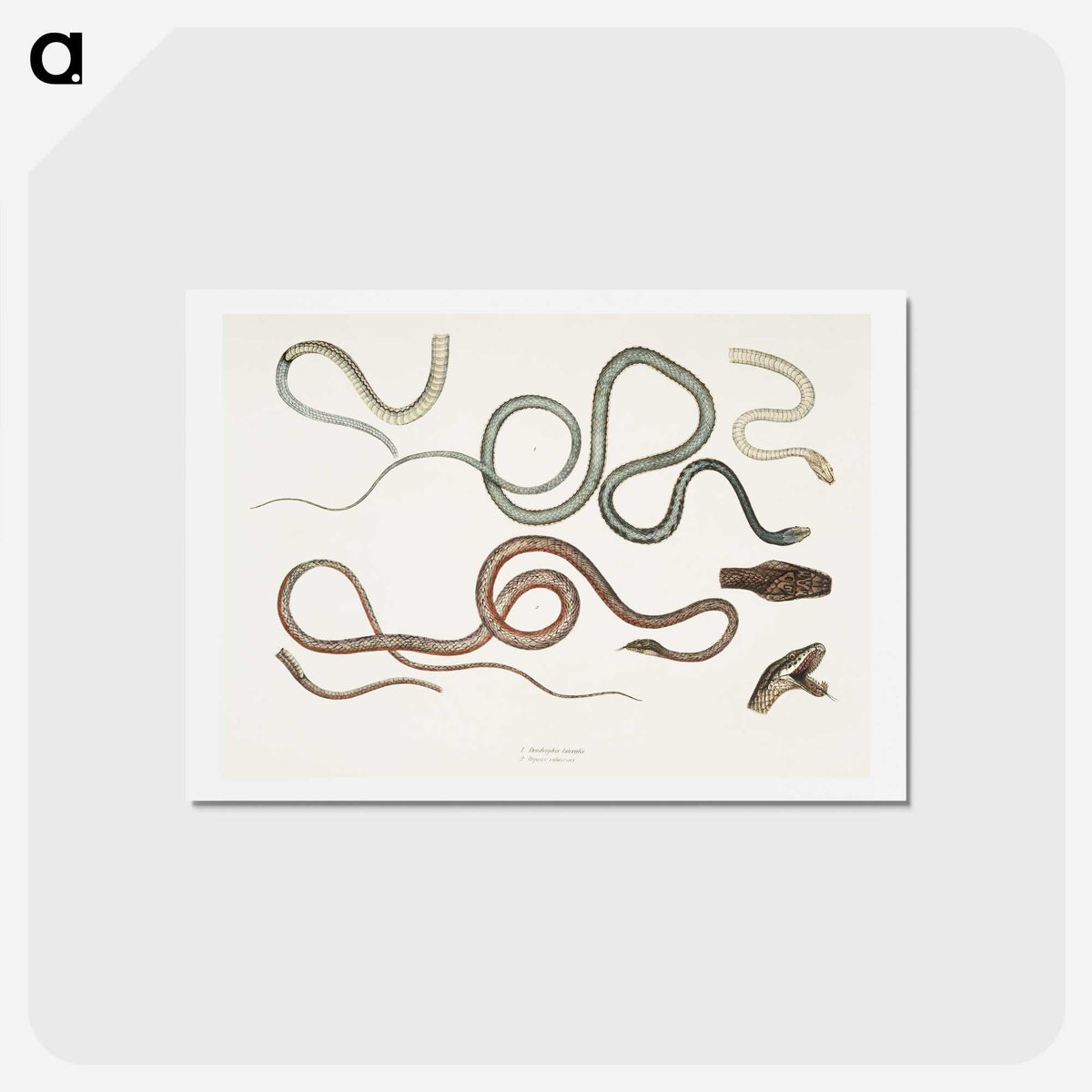 1-54_Indian-Zoology_hagaki