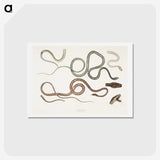 1-54_Indian-Zoology_hagaki