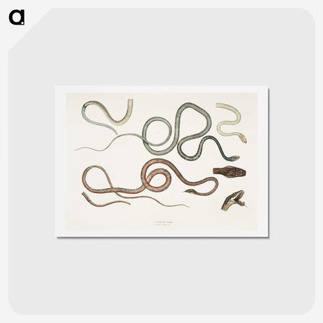 1-54_Indian-Zoology_hagaki