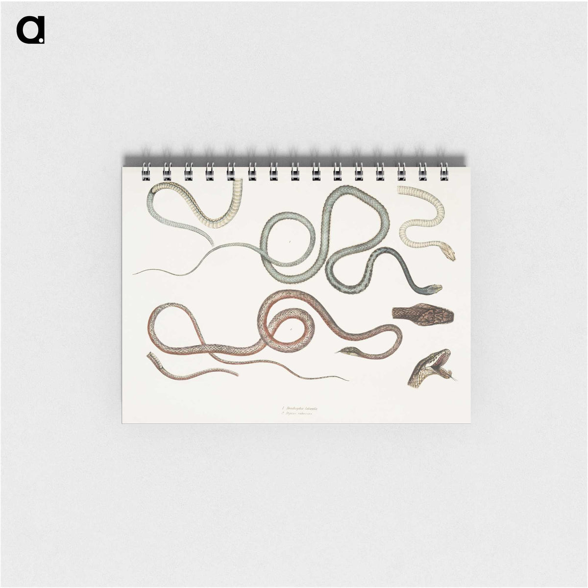 1-54_Indian-Zoology_memo
