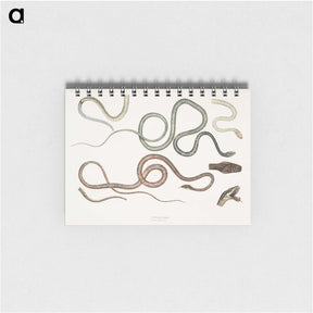 1-54_Indian-Zoology_memo