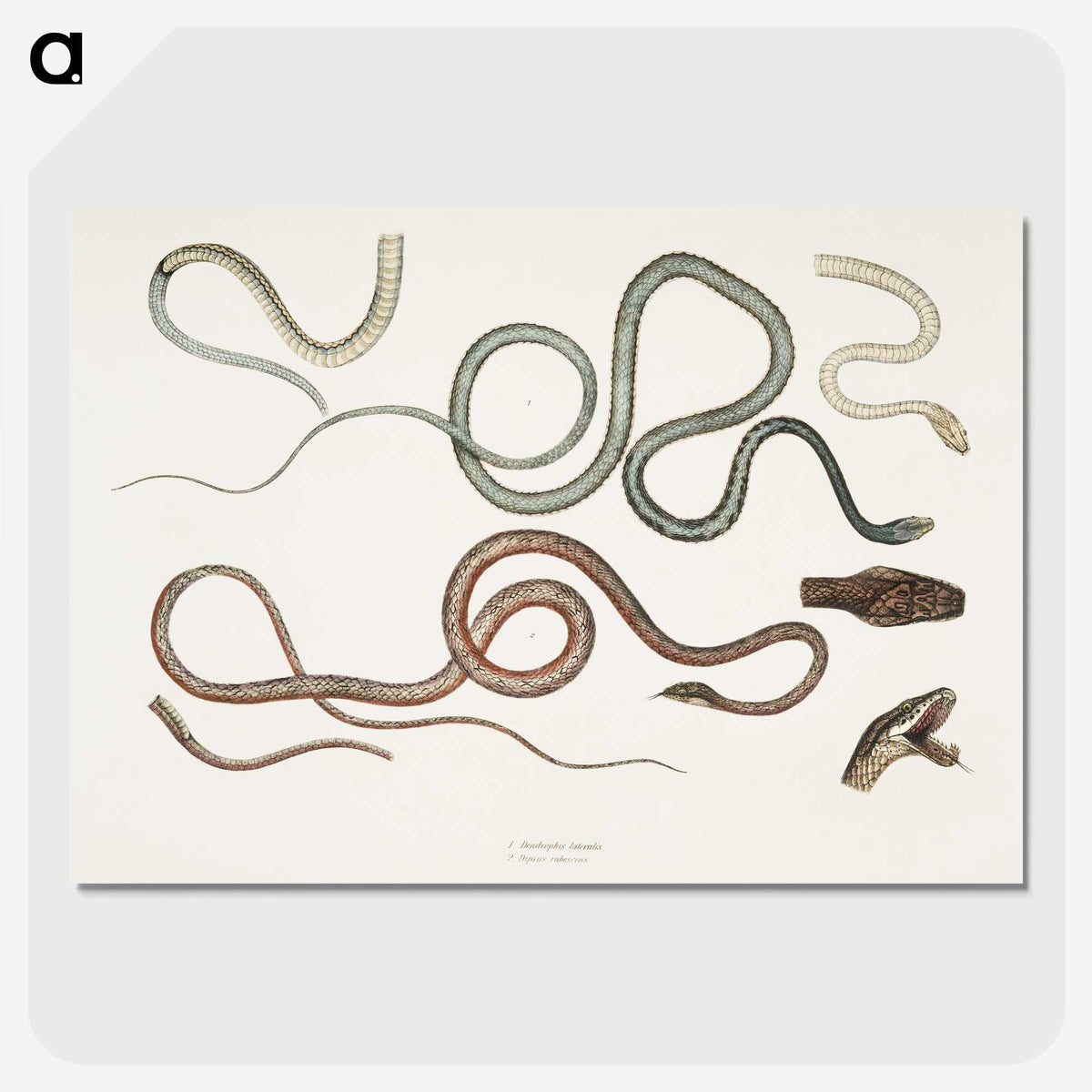 1-54_Indian-Zoology_picture-crop