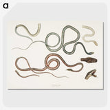 1-54_Indian-Zoology_picture-crop