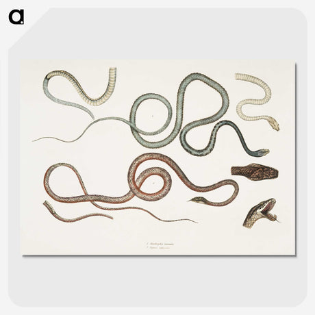 1-54_Indian-Zoology_picture-crop