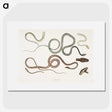 1-54_Indian-Zoology_picture