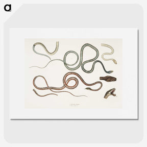 1-54_Indian-Zoology_picture