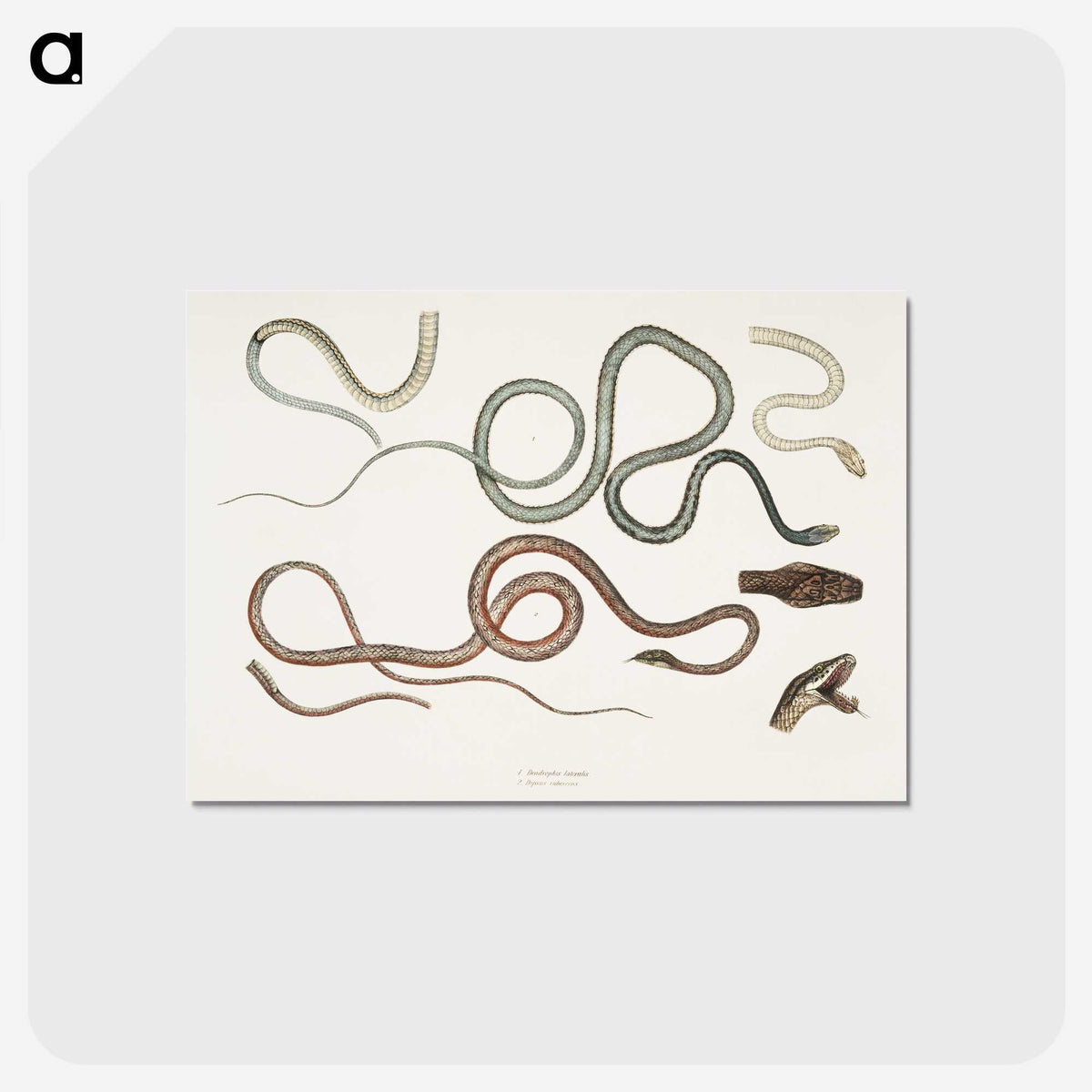 1-54_Indian-Zoology_postcard