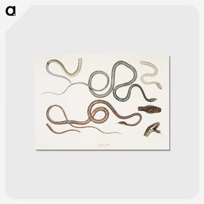 1-54_Indian-Zoology_postcard