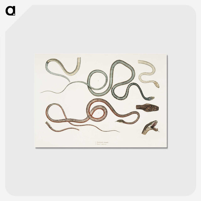 1-54_Indian-Zoology_postcard